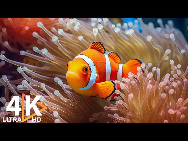 The Best 4K Aquarium 🐠 Stunning Underwater World & Soothing Melodies for Tranquility