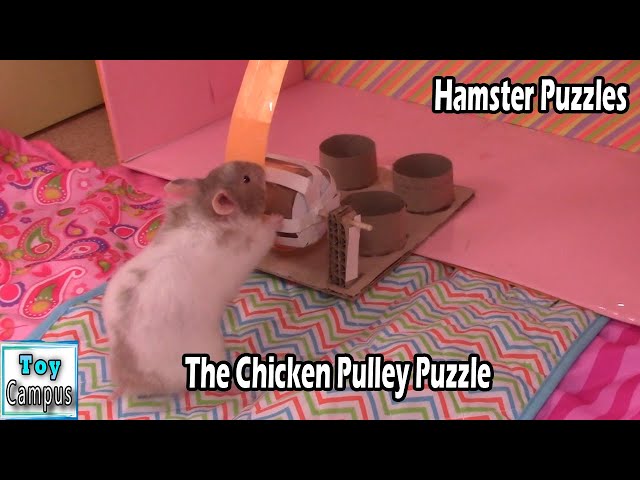 The Chicken Pulley Puzzle | Get the Chicken Pieces on the Strip | Hamster Maze and Puzzles Series