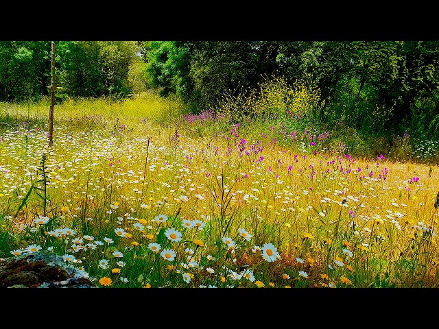 Relaxing Nature Ambience Meditation 🌼 8h GOOD MORNING SPRING NATURE THERAPY🌷 Meadow Healing Sounds