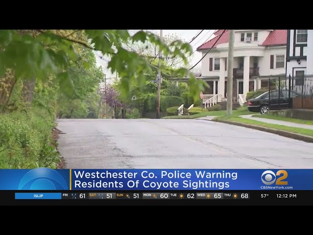 Westchester police warn of coyote sightings