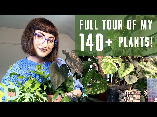 My entire houseplant collection 🪴 (140+ plant tour)