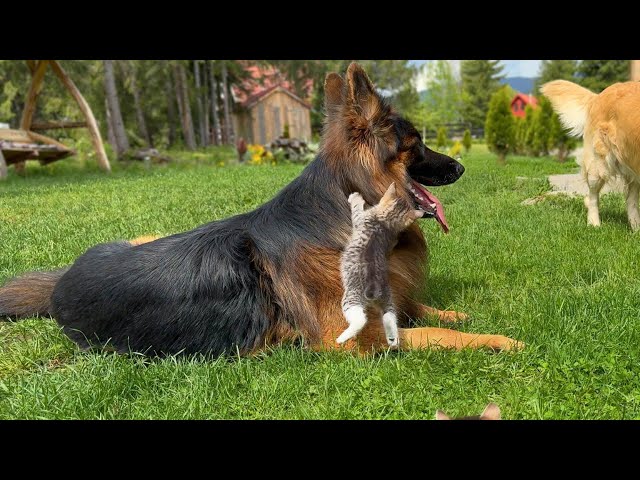 Giant German Shepherd Gets Attacked By Fearless Kittens