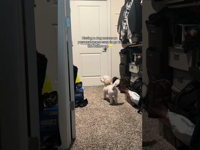 Cute dog is waiting for their human to finish using the restroom!