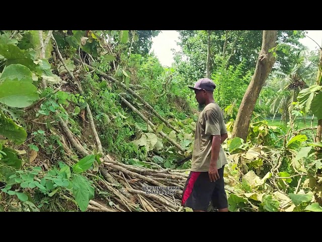 Cutting Tree Branches with a Sharp Golok: A Farmer’s Skillful Craft in the Orchard