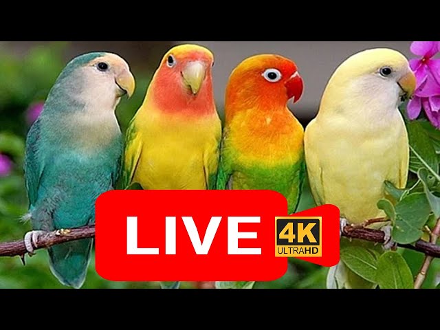 🔴Live bird live stream for cats | love birds sounds🎵🔊 | Lovebird Singing & Chirping | cat tv