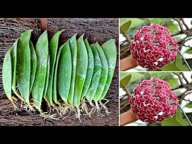 Propagating Hoya flower orchid by leaves and the results are amazing