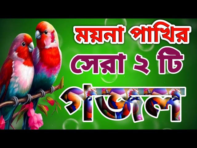 যাইওনারে ময়না পাখি আমারে ছাড়িয়া গজল 💥 কেমন করে যাইবা তুমি মায়ার দুনিয়া ছাড়িয়া Islamic 2025