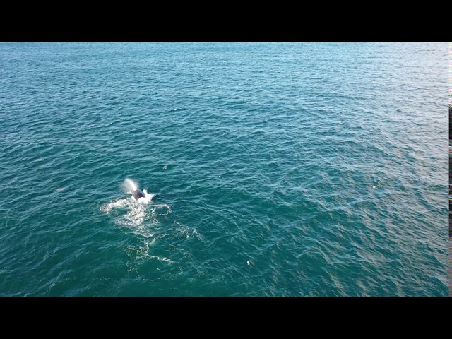 Humpback Whale by Drone Clovelly and Coogee beaches, Sydney, Australia, August 21, 2020