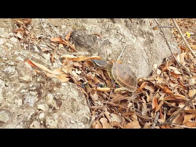 Wow Tortoise Working On The Rock #BBC Cambodia #tortoise #nature