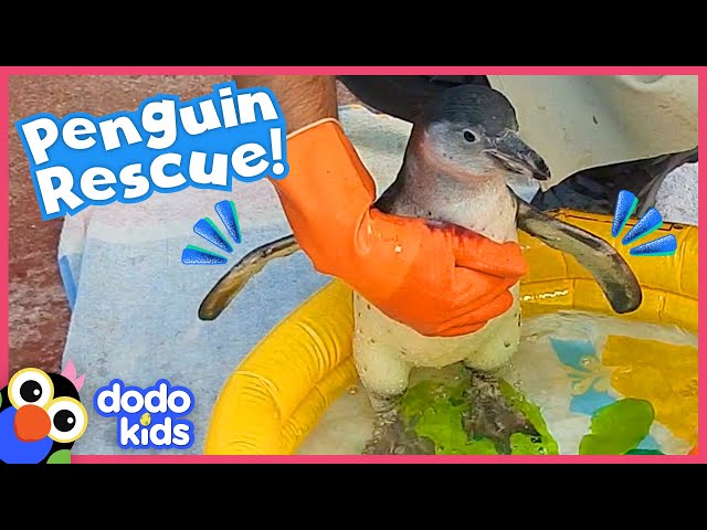 Rescued Penguin Is So Afraid of Water! What Will Her Rescuers Do? | Dodo Kids | Rescued!