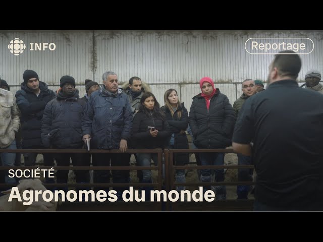 Des agronomes du monde entier dans les champs du Québec | La semaine verte