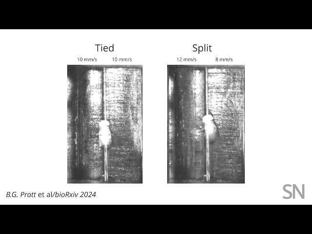 Watch how a fruit fly handles a split-belt treadmill | Science News