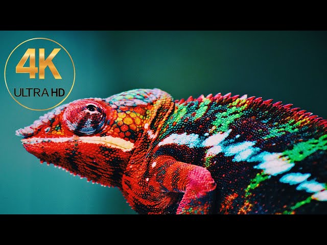 A Look of Nature 4K Full HD (Wild life)