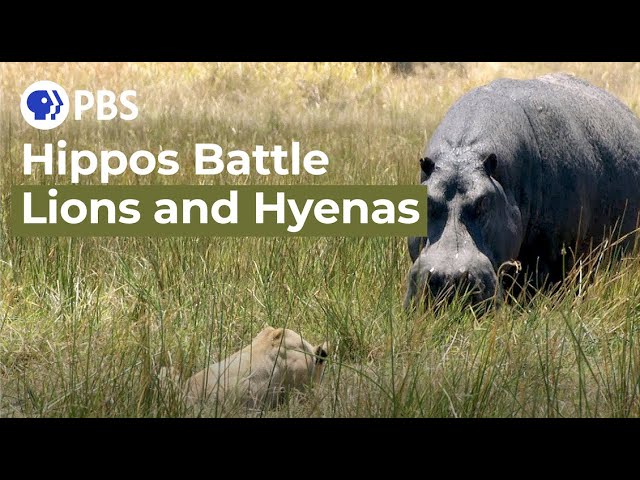 Hippos Battle Lions and Hyenas Over Carcass