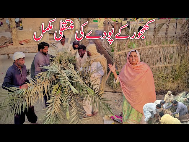 Khajoor Kay Poday Ko Aik Jaga Say Dosri Jaga Mutakil Kar Dia || Village Culture And Traditions | M V