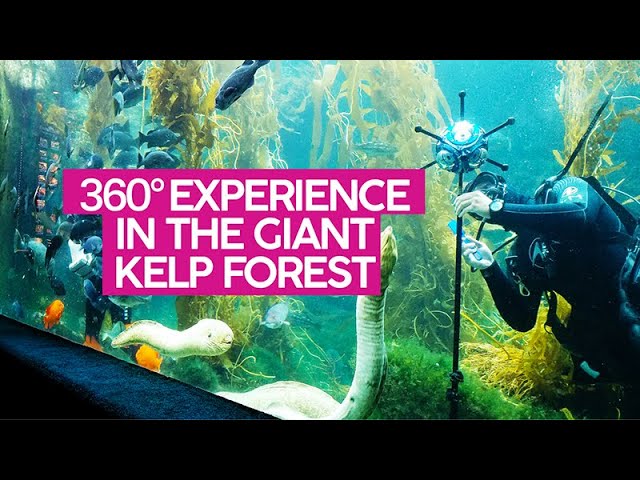 360° Experience in the Giant Kelp Forest