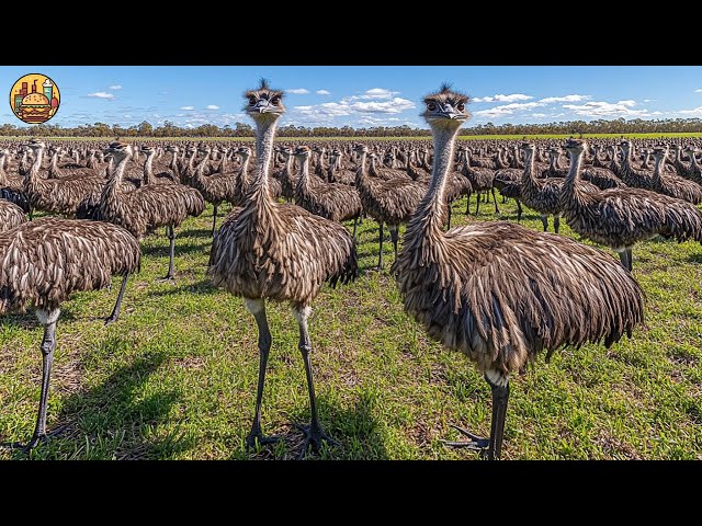 How Farmers Raise Millions of Emu for Meat and Eggs | Modern Technology for Emu Farming Industry