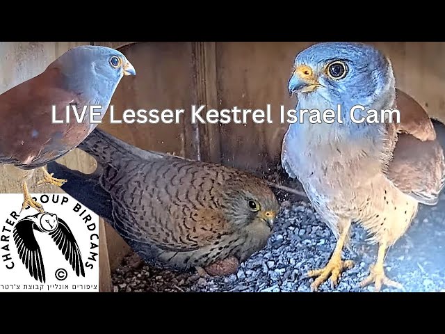 LIVE Lesser Kestrel Israel Cam| Ramat Hanadiv| The Charter Group of Wildlife Ecology