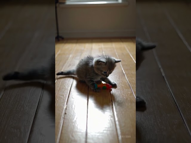 adorable kitten playing with toy #kitten #cats #cute #kitty #adorable