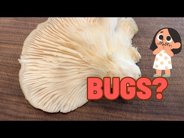 Oyster Mushroom Hunting In Vermont  Surprising Finds And A Gross Bug Encounter