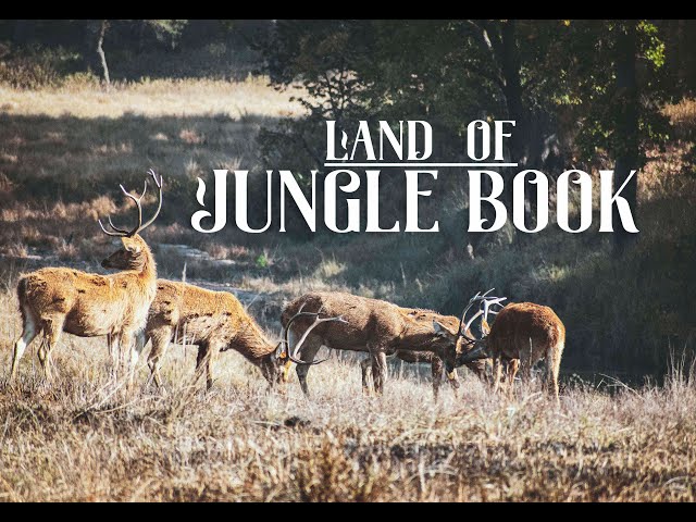 LAND OF JUNGLE BOOK - Wildlife Of Central India I Trailer | The Moonchasers Film