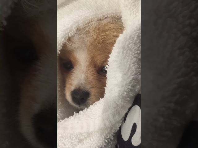 Puppy Burrito #pomeranian #babyanimal