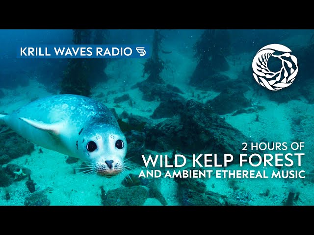 Wild Kelp Forest and Ethereal Music to Relax/Study To | Monterey Bay Aquarium Krill Waves Radio