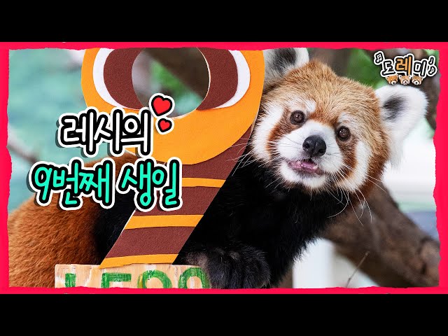 (SUB)  Lesser Panda Lessy's 9th Birthday Party With Bamboo Cake! │Everland Red Panda