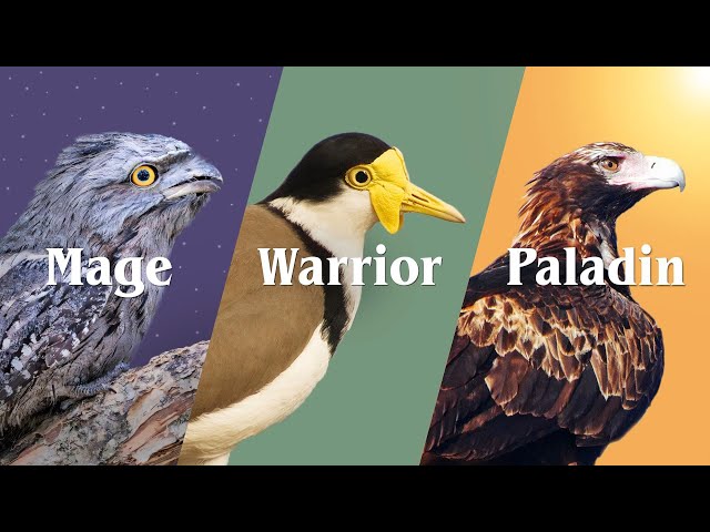 Australia's Most Common Birds - Part 2