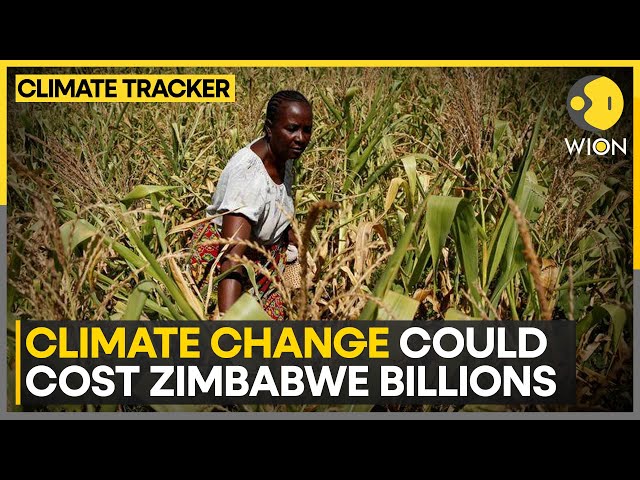 Zimbabwe’s Agricultural Sector at Risk, World Bank Warns | WION Climate Tracker | World News