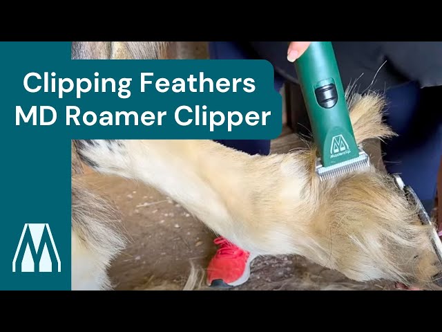 Clipping a horse's feathers - Best Cordless Clipper For Cobs! Masterclip MD Roamer #horses