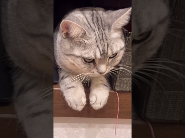 スッポリはまる猫ちゃん☺️#アメショ#可愛い猫動画#三毛猫#元自然猫