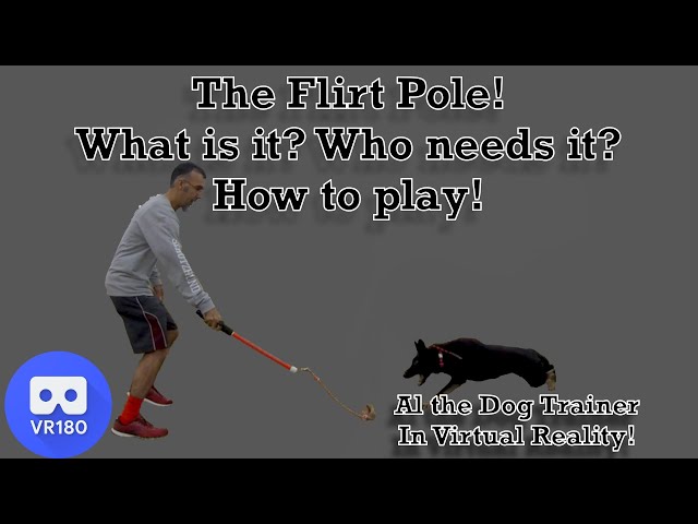 The Flirt Pole! What Is It? Who Needs it?  How to play.  In Virtual Reality!