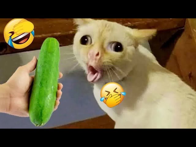 Best Cats Videos 😂 Best Funny Animals 2024 🐱😍