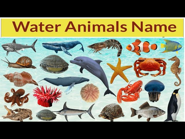 20 पानी में रहने वाले जीवो के नाम| Water Animals name in hindi and english| WATER ANIMALS NAMES