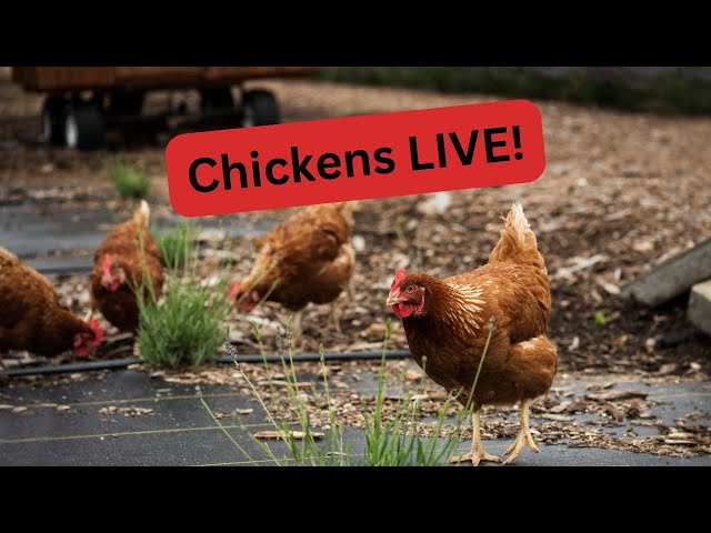 Free Range Chicken Coop Live Streaming with MY Alabama Farm Life! 2/8/2025 Daytime.