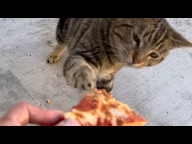 This beautiful Kitty loves pizza and comes everyday to get her share 😊