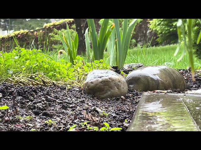 Ambient Rainy Garden (crow and train sounds in the distance)