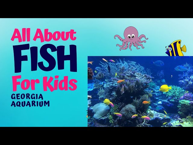 Aquarium 4k VIDEO (ULTRA HD)- Music with beautiful Coral Reefs, colors, fish, bubbles, dance beats