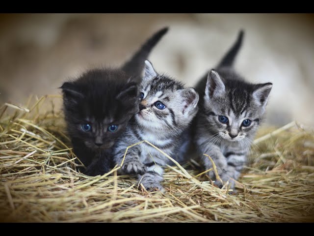 Cute cats and Funny Cat Videos compilation must watch till end