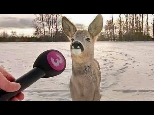 I would die laughing for these animals  Funniest ANIMAL Videos 2025