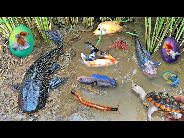 So Amazing...Catching Colorful Betta Fish In The River, Giant Catfish, Ornamental Fish, Turtle, Bird