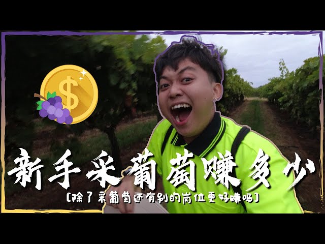 新包在葡萄农场好赚吗？除了采葡萄还能做什么？