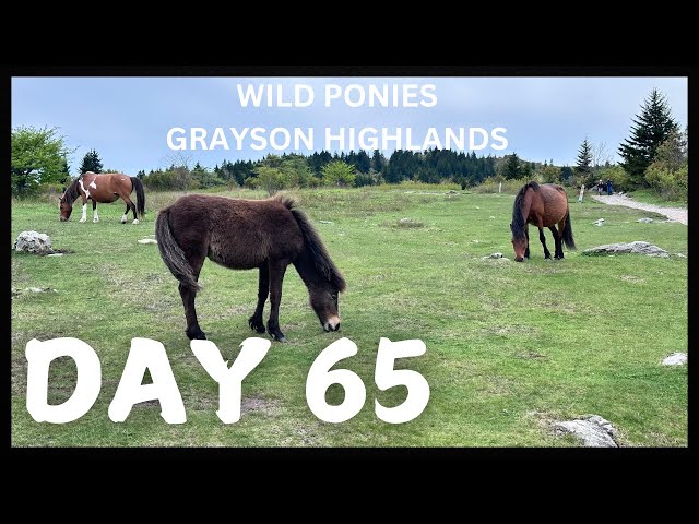 Day 65 - Wild Ponies @ Grayson Highlands - Appalachian Trail thru Hike Attempt 2024