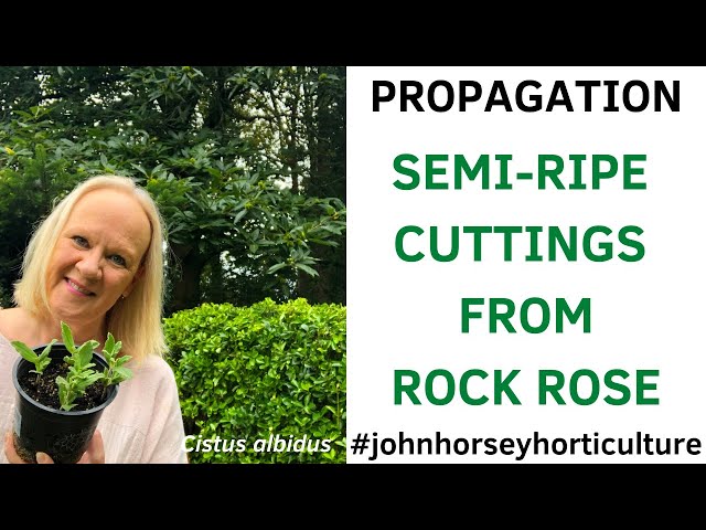 HOW TO TAKE SEMI-RIPE CUTTINGS FROM CISTUS - PROPAGATING ROCK ROSE