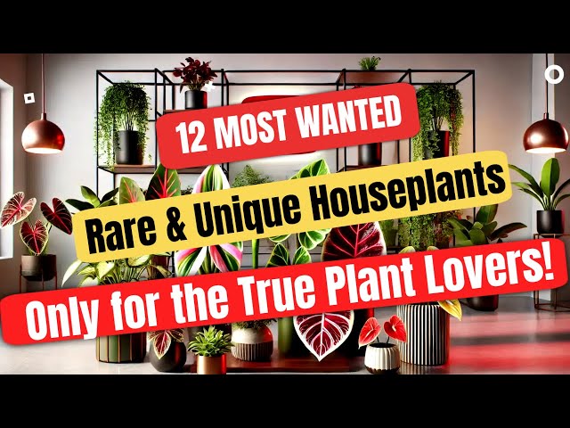 12 Rare Houseplants  (Most Rare and Unique Collection)