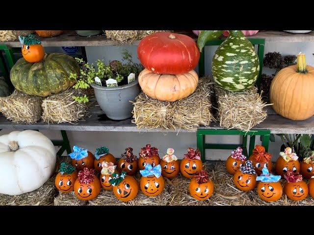 Pumpkins change colors in Washington, Virginia