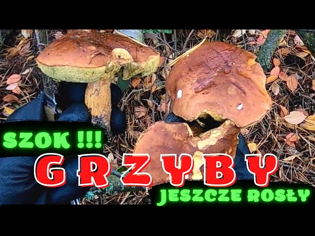 SZOK! GRZYBY JESZCZE ROSŁY! - POV / Shocking! The mushrooms were still growing!