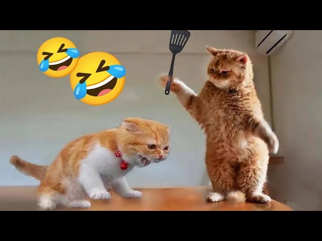 😹Top Funniest and Cutest Cats Compilation 2025 - Try Not to Laugh!🐾🤣 #funnycats