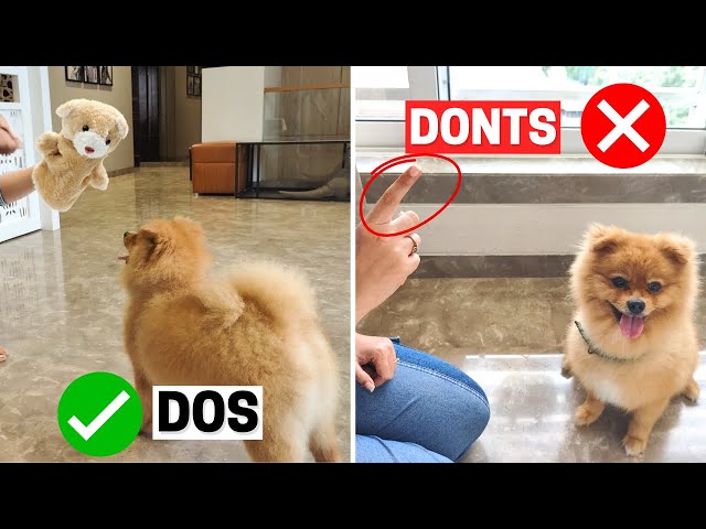 Do's and Don'ts of Owning a Pomeranian